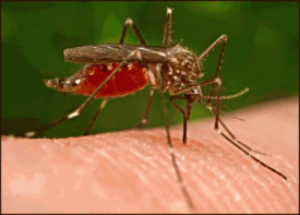 A mosquito biting a finger.