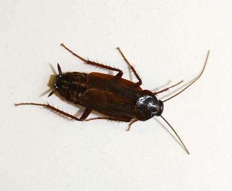 Черный жук похожий на таракана. Насекомое похожее на таракана. Коричневый Жук похожий на таракана. Коричневые жуки похожие на тараканов. Большой Жук похожий на таракана в квартире.