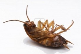 The cockroach after you killed it. :)
