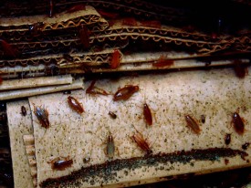 Cockroaches eating rotting cardboard.