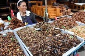 Cockroaches and other insects prepared for eating in Thailand