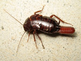 Cockroach releasing ootheca from body.