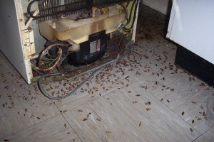Cockroaches on the kitchen floor.