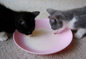 Two cats drinking soy milk