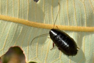 cockroach on a leaf