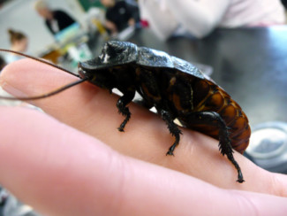 Cockroach on a hand