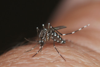 Can You Pop A Mosquito Bite With A Needle 5 Reasons Not To Pop A Mosquito Bite Health Clover